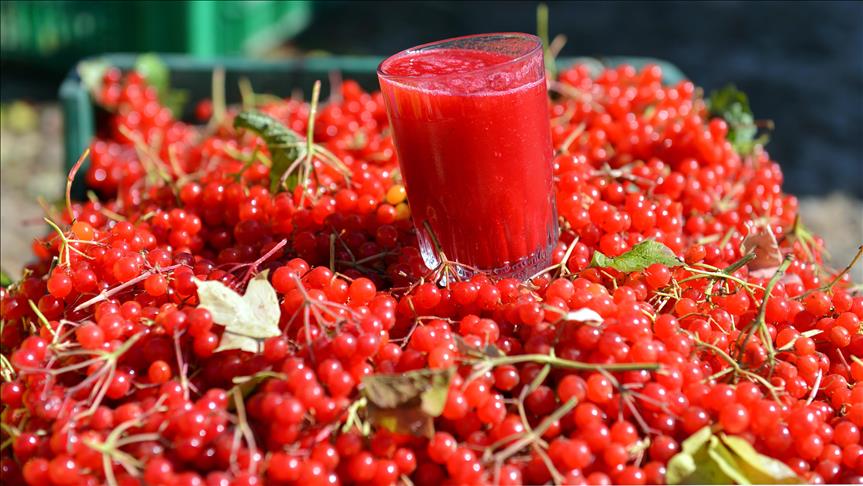 Gilaburnu Hangi Hastalıklara İyi Gelir?