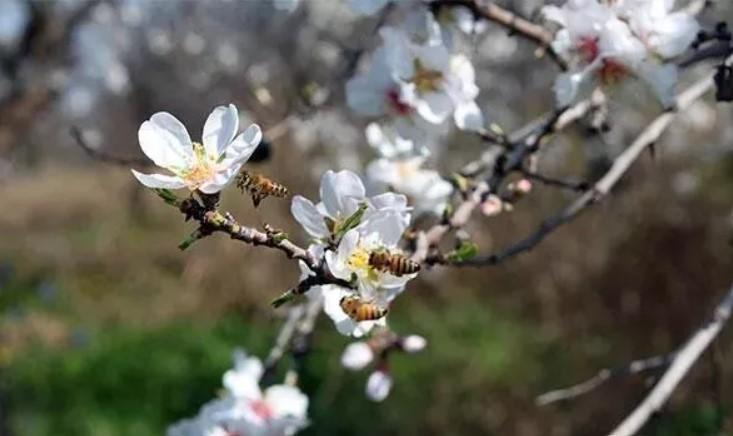 İlk Cemre Düşme Tarihleri ve Anlamı