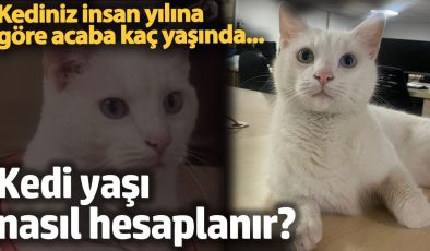 Kedi yaşı nasıl hesaplanır?