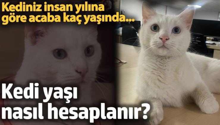 Kedi yaşı nasıl hesaplanır?