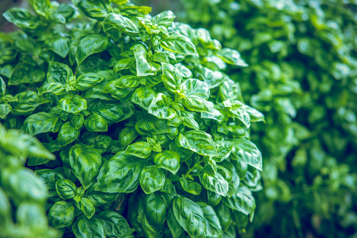 Kan basıncını dengeleyen etkiler