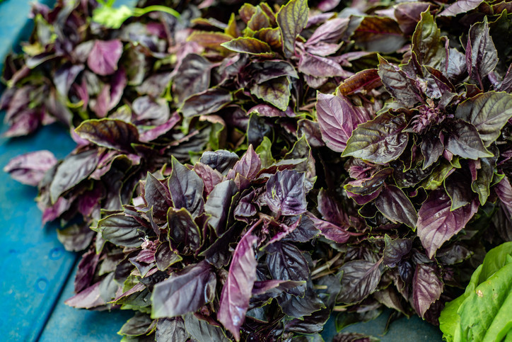 Fesleğenin Gizli Güçleri: Kanıtlarla Dolu Sağlık Dostu Bir Bitki
