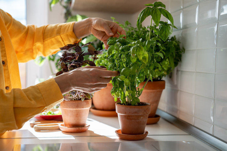 Fesleğeni beslenmenize katmanın yolları