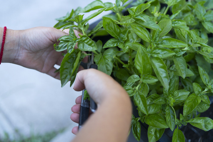 Fesleğenin Gizli Güçleri: Kanıtlarla Dolu Sağlık Dostu Bir Bitki