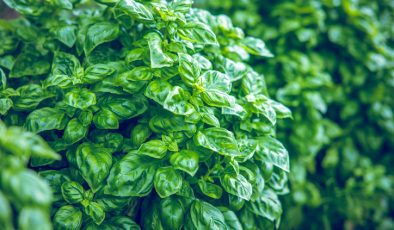 Fesleğenin Gizli Güçleri: Kanıtlarla Dolu Sağlık Dostu Bir Bitki