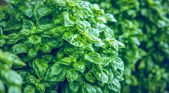 Fesleğenin Gizli Güçleri: Kanıtlarla Dolu Sağlık Dostu Bir Bitki