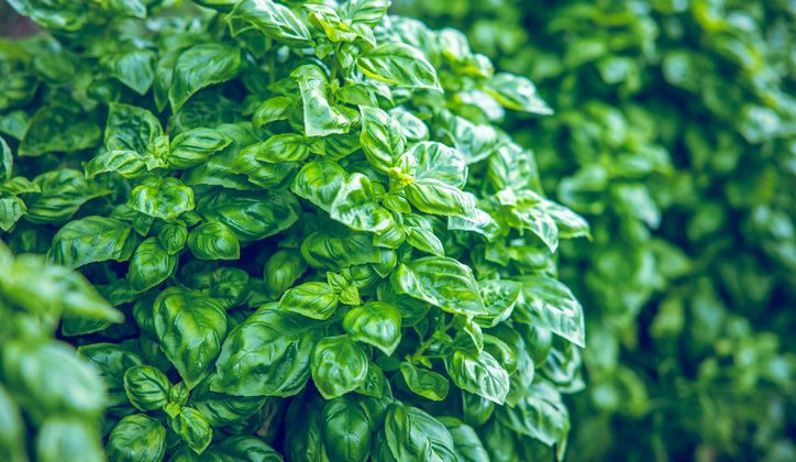 Fesleğenin Gizli Güçleri: Kanıtlarla Dolu Sağlık Dostu Bir Bitki